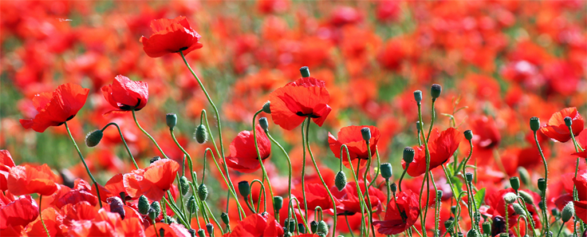 Road Closure - Remembrance Day Memorial Service | Weddin Shire Council