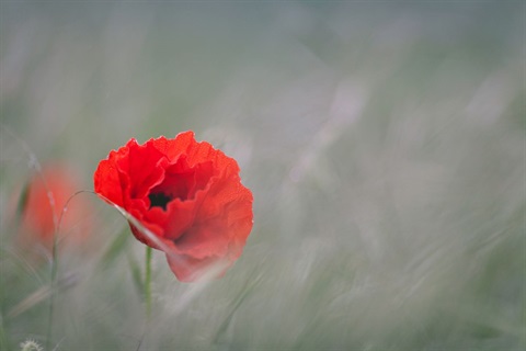 20221109-Poppy-image.jpg