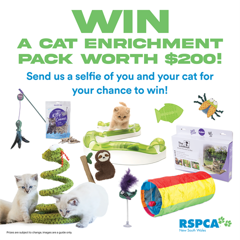 20221205-Cat-Enrichment-Prize.png